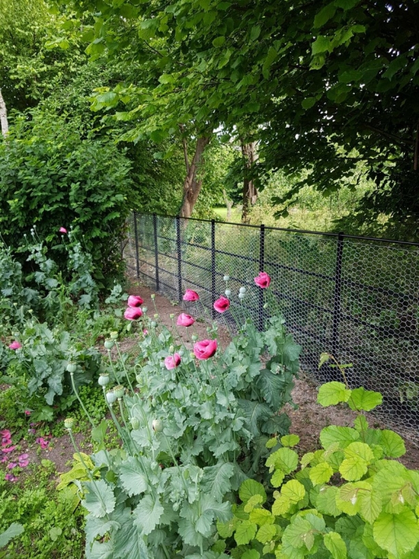 Chicken Wire Chicken Wire