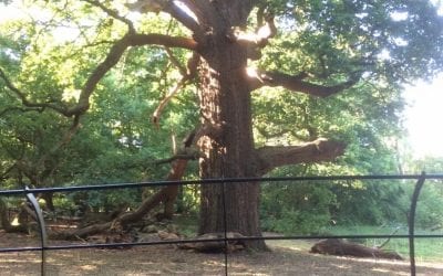 England’s Largest Oak Tree