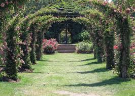 rose arch canopy