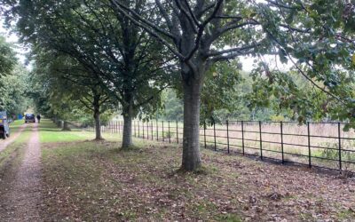 Tree Lined Driveway