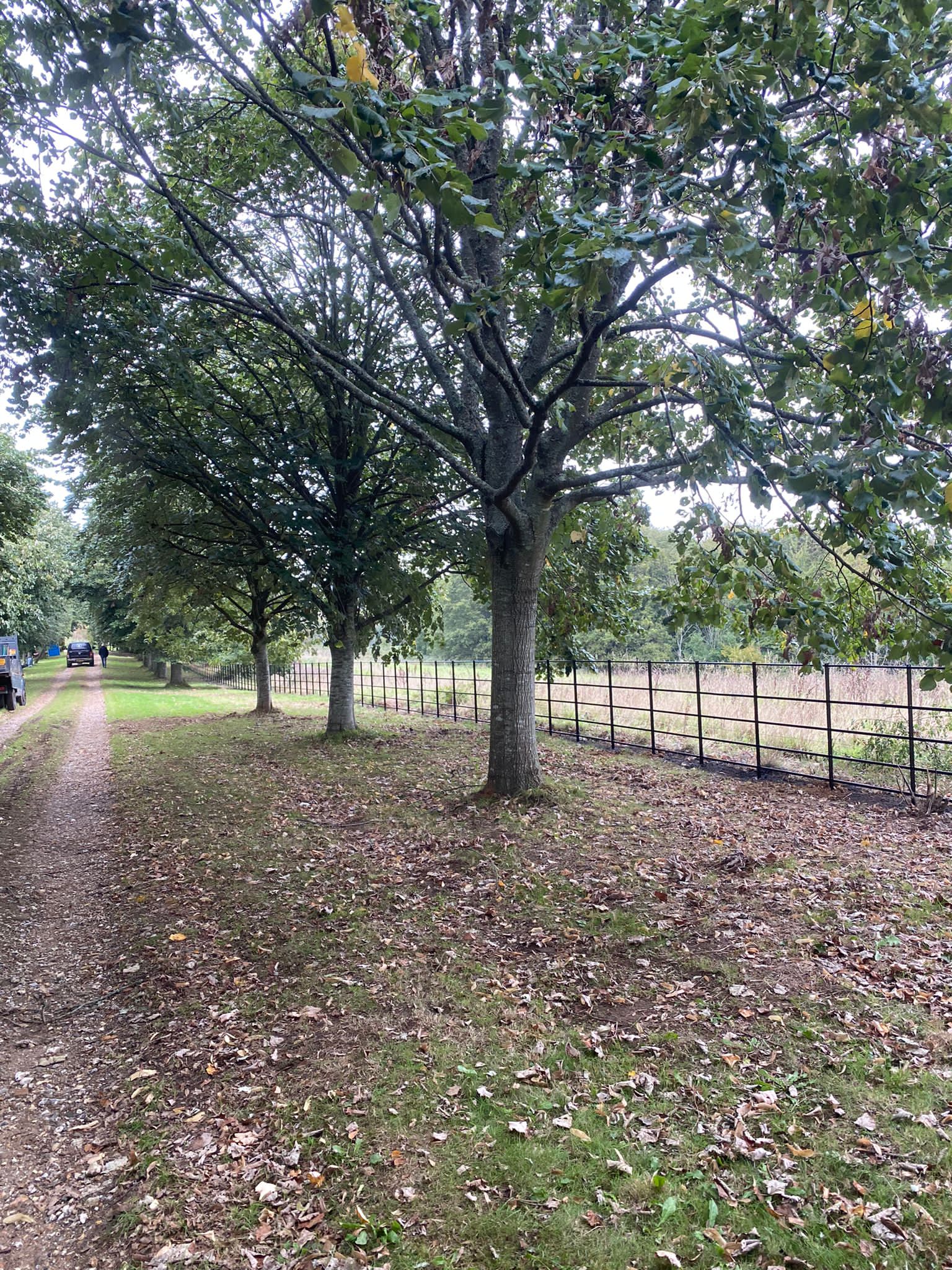 tree lined drive