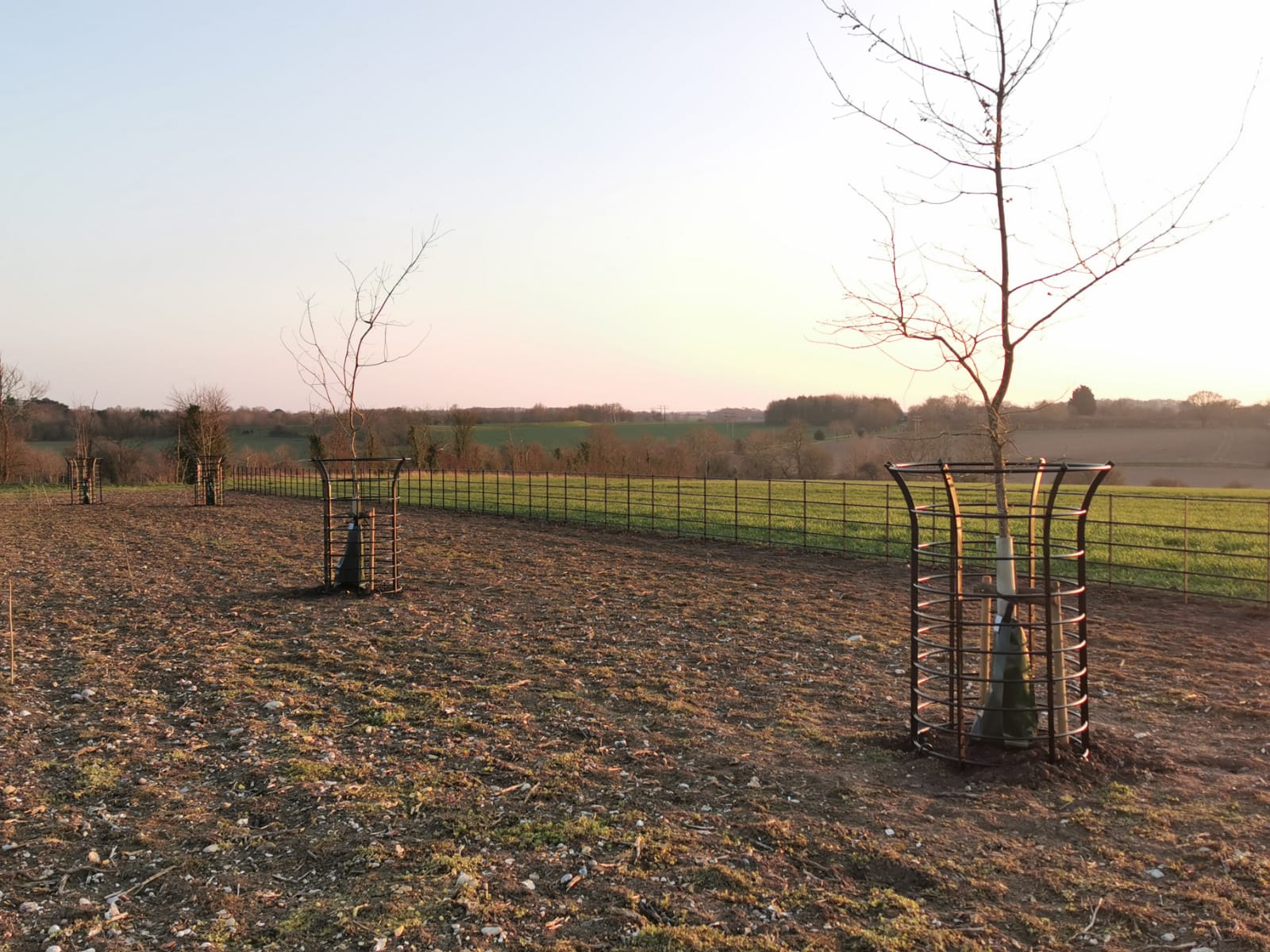 tree-guards-4